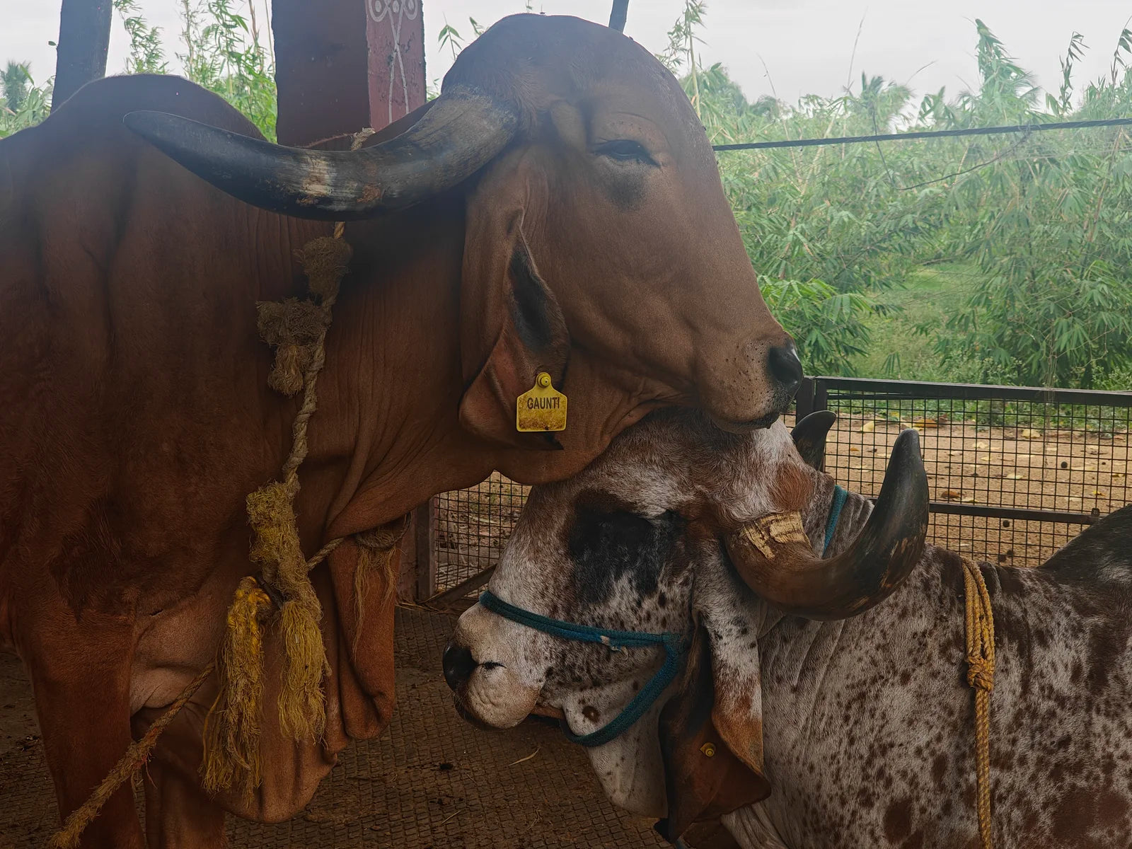 Two Gir cows nuzzling at the Golden Hump gaushala