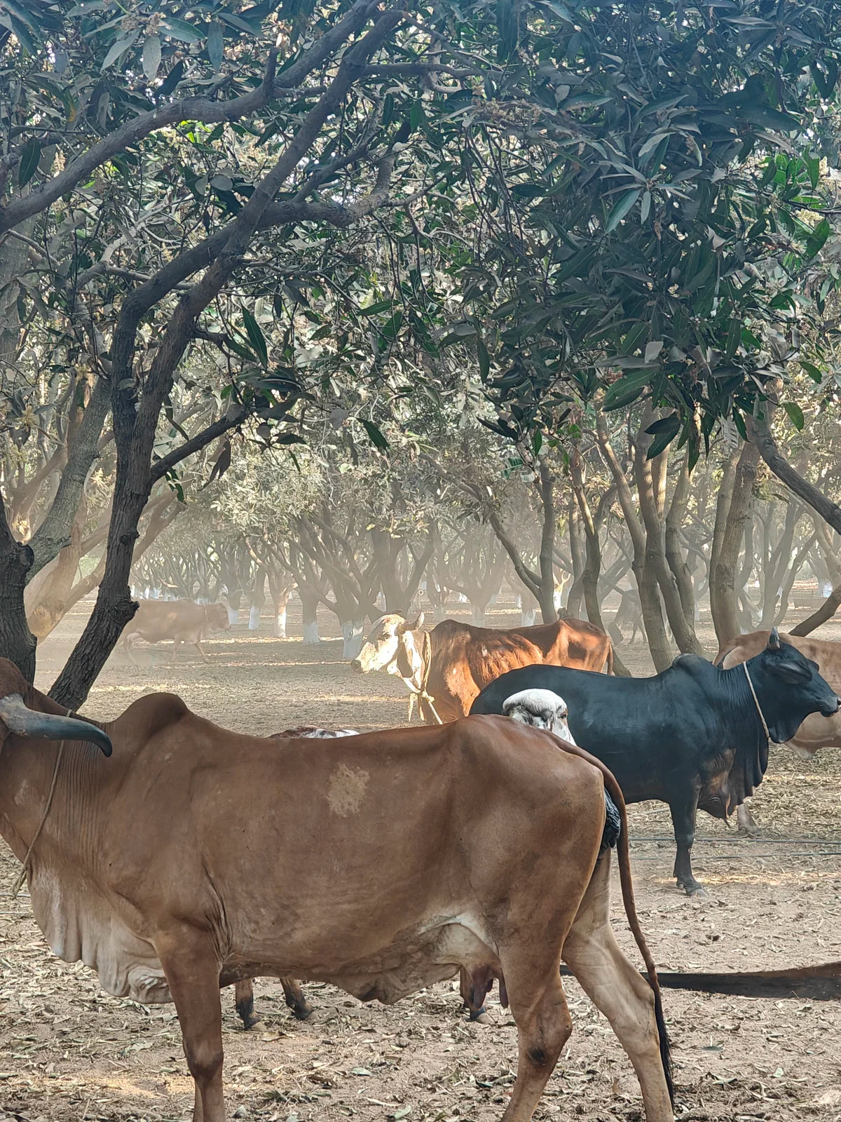 The herd grazing at golden hour