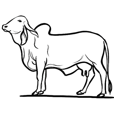 1,000+ Indigenous Cattle