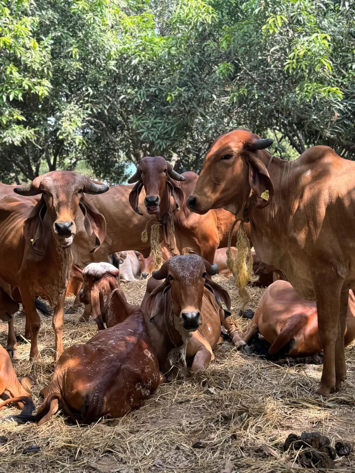 The herd resting together under the mango orchard